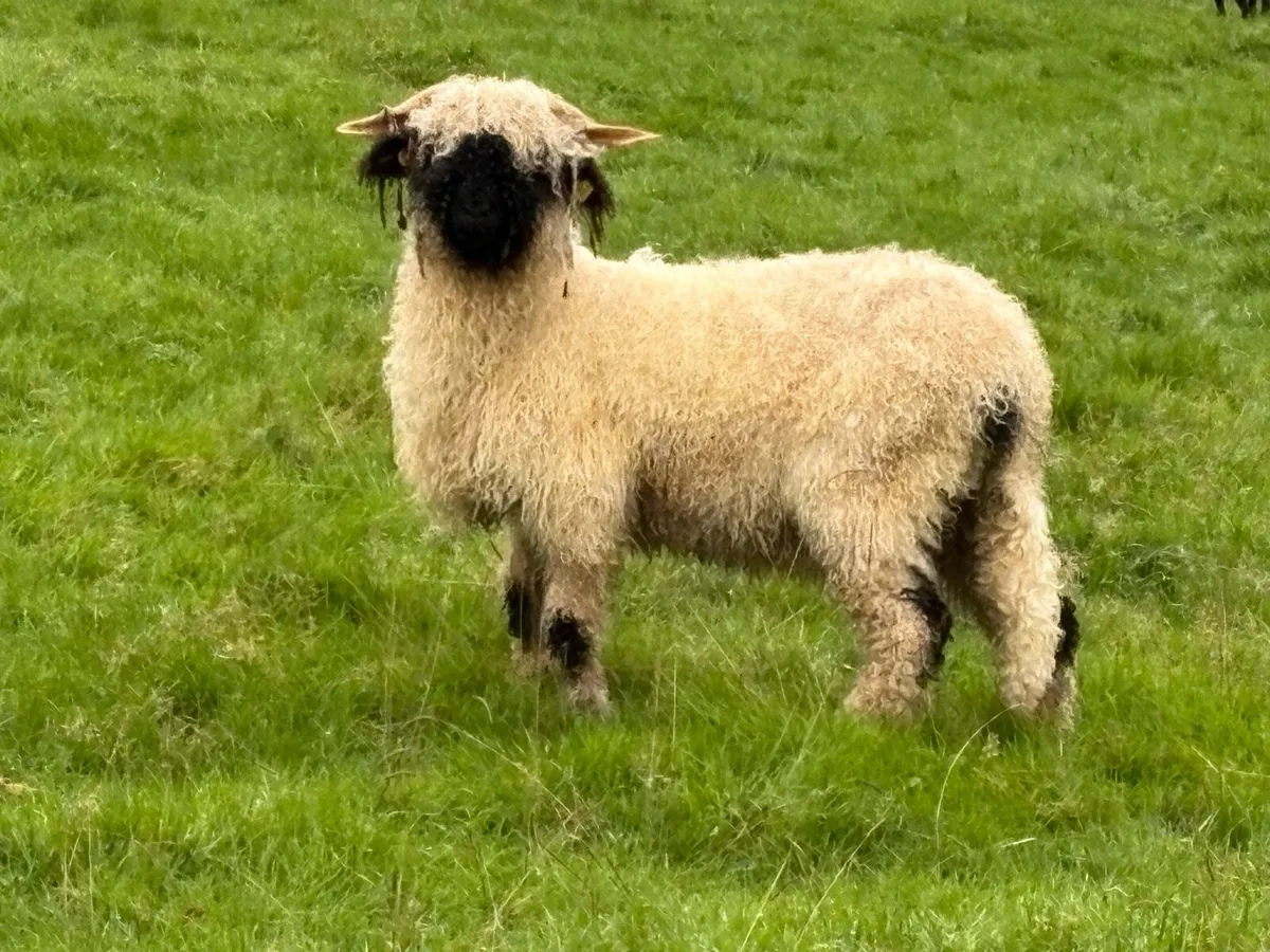 Valais Blacknose Ewes x 3 for Sale - Image 1