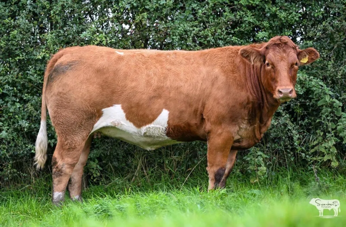 Henry’s Incalf heifers - Image 1