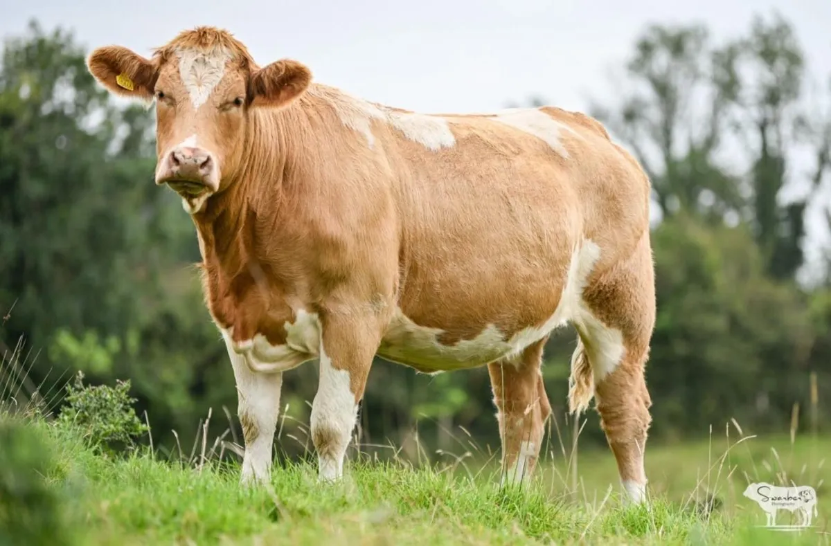 Henry’s Incalf heifers - Image 3
