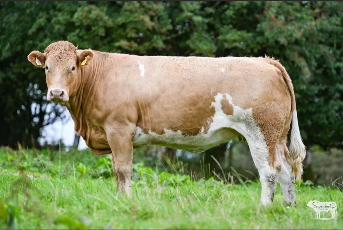 Henry’s Incalf heifers - Image 4