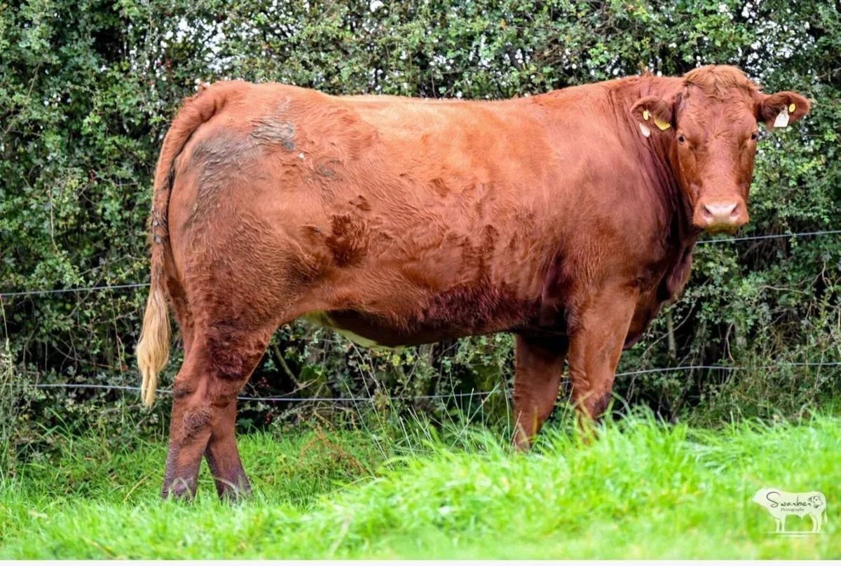 Henry’s Incalf heifers - Image 2