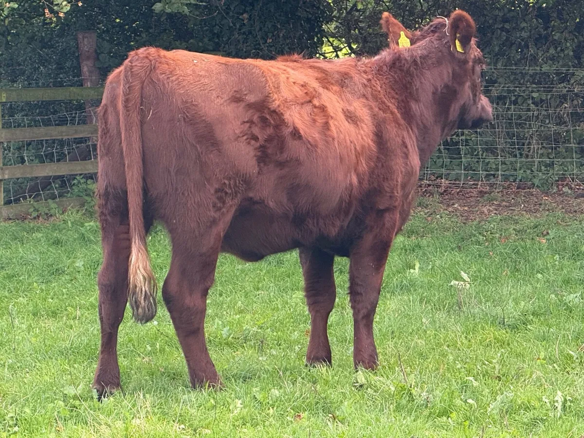 Shorthorn In Calf Heifer Pedigree Registered - Image 2