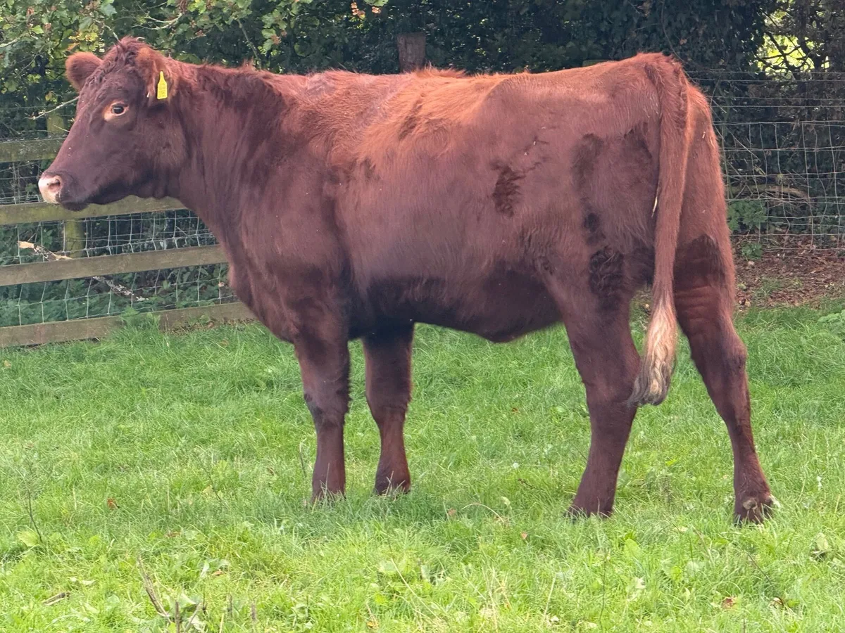 Shorthorn In Calf Heifer Pedigree Registered - Image 3