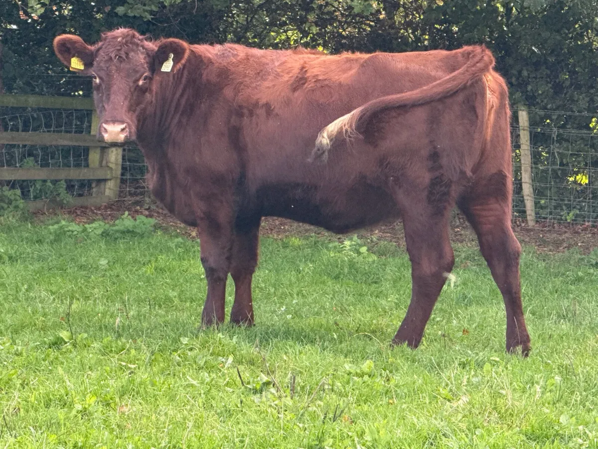 Shorthorn In Calf Heifer Pedigree Registered - Image 4
