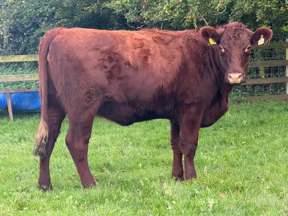 Shorthorn In Calf Heifer Pedigree Registered - Image 1