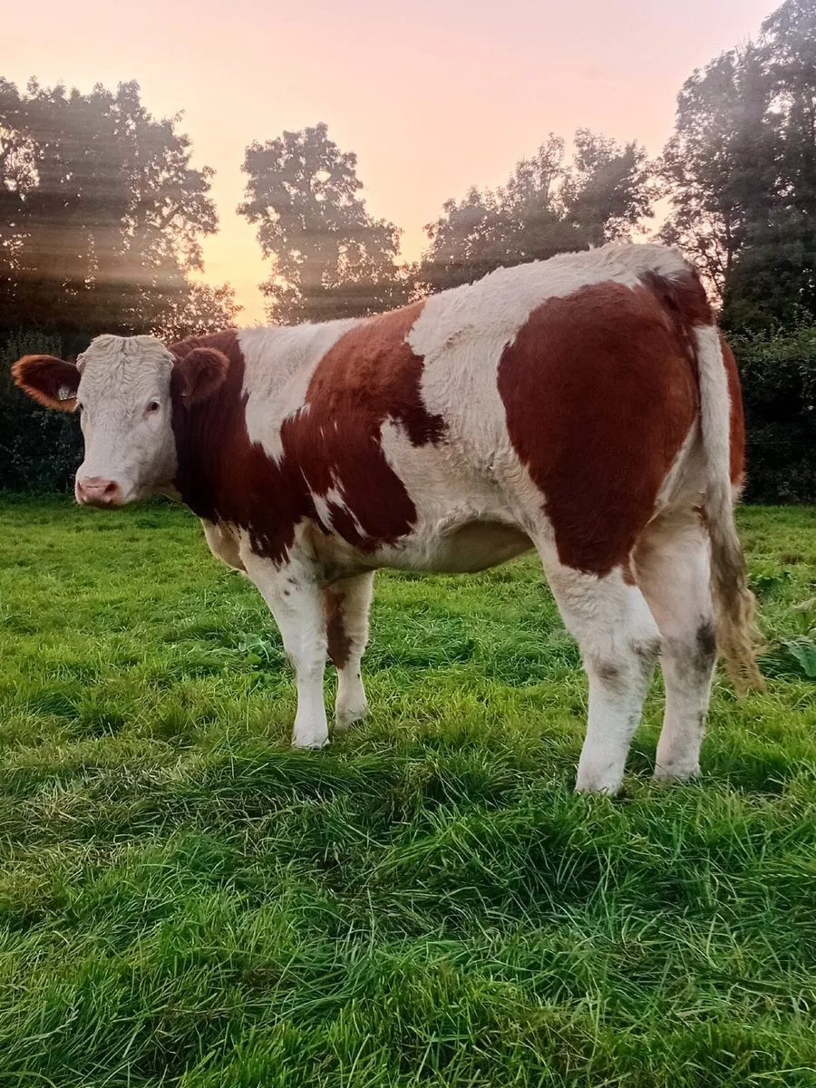 Heifers - Image 1
