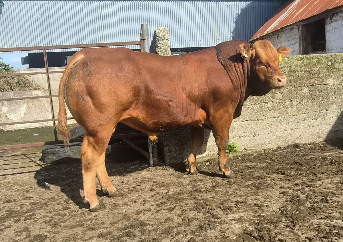 Easy Calving Limousin Bull - Image 2