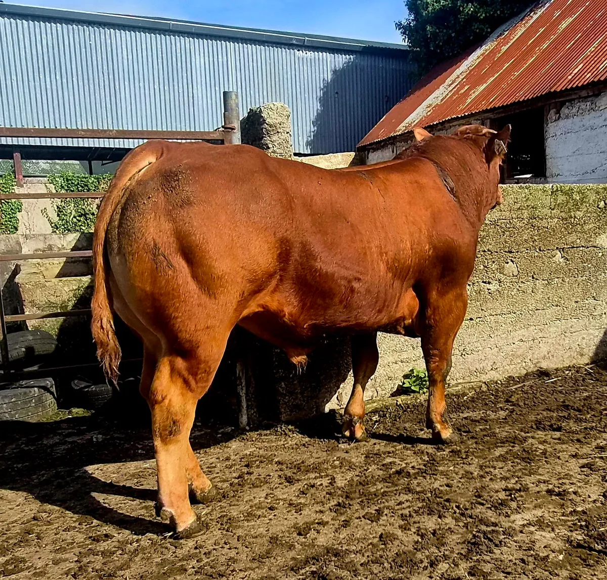 Easy Calving Limousin Bull - Image 3