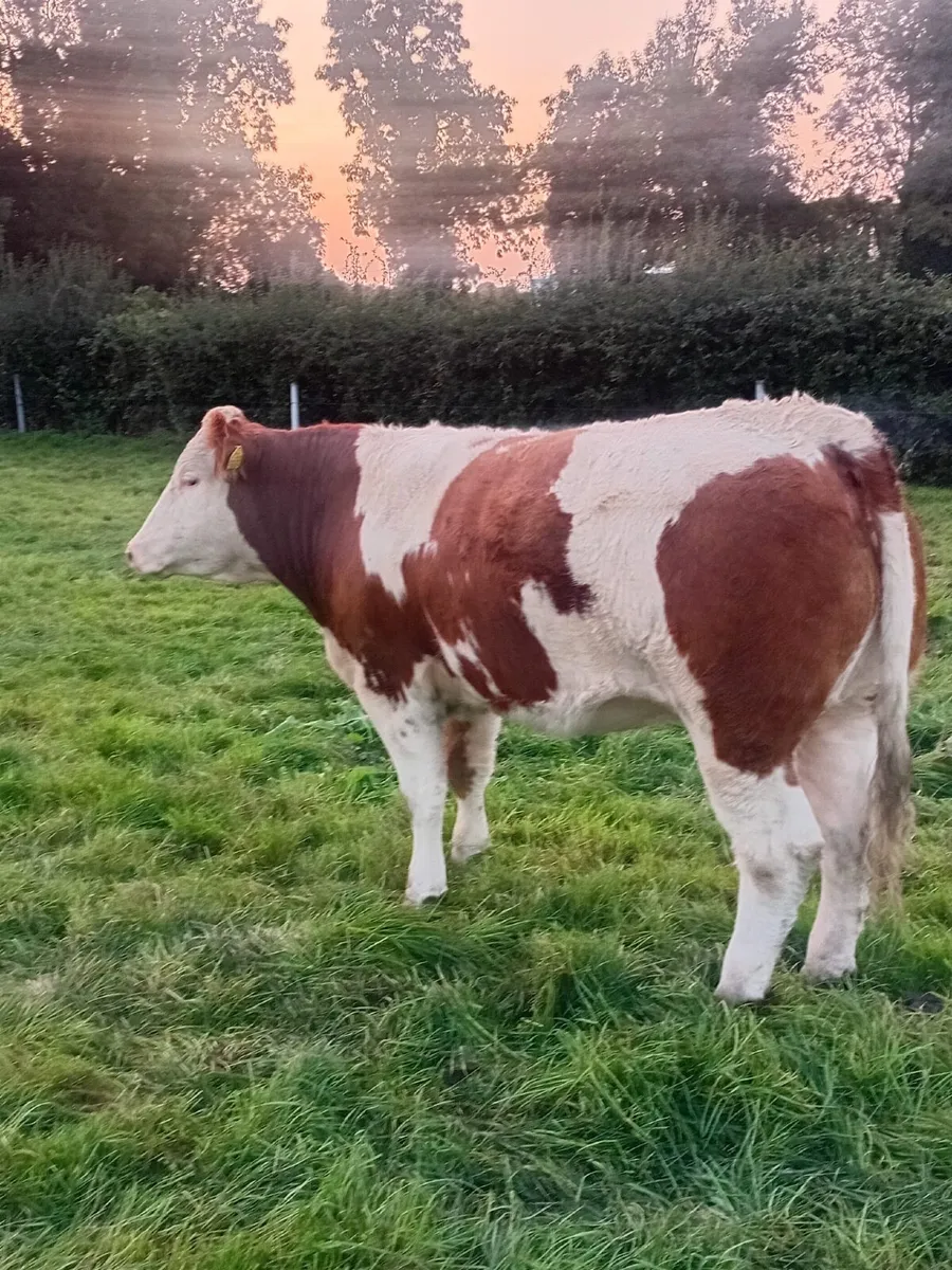 Heifers - Image 2