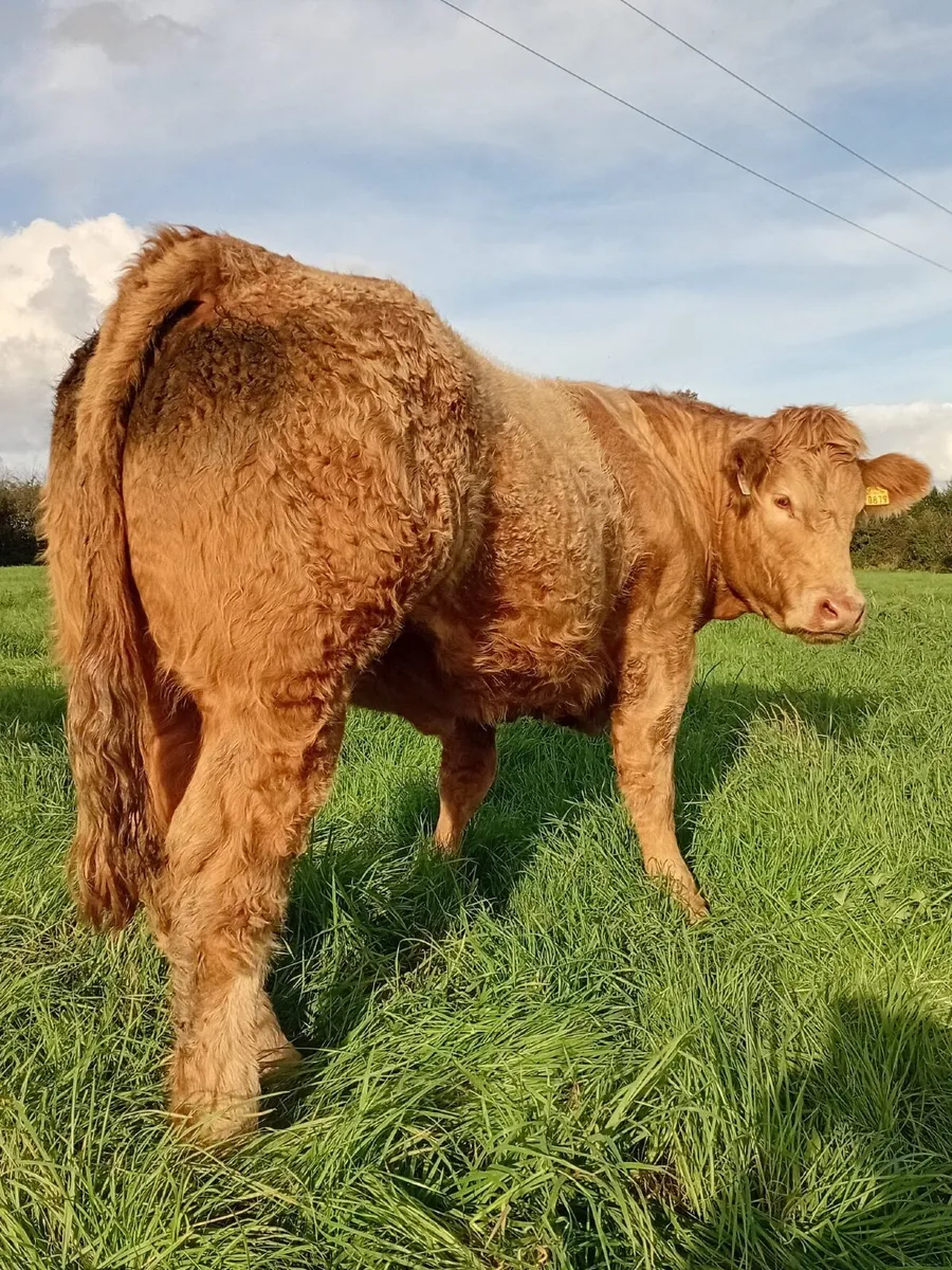 Heifers - Image 3