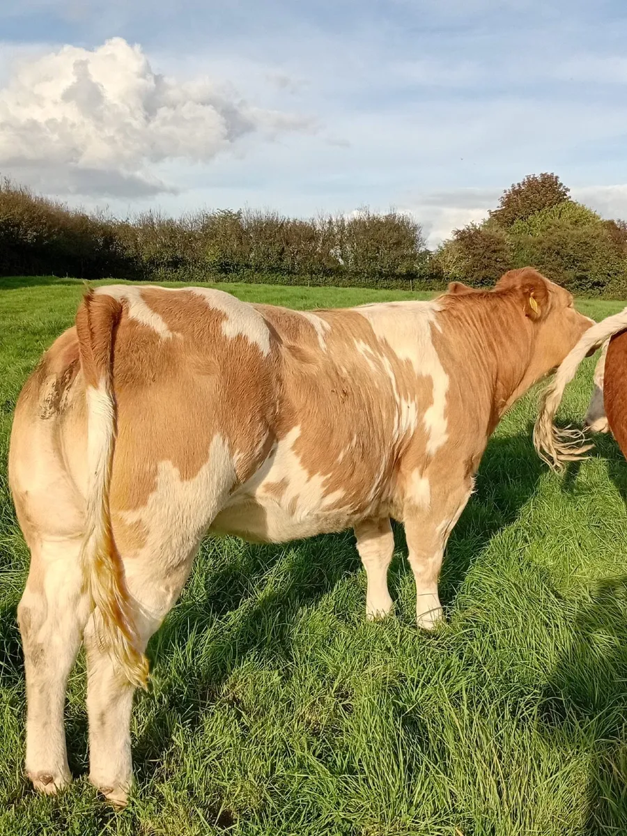 Heifers - Image 4