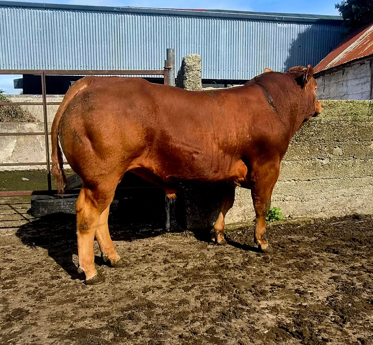 Easy Calving Limousin Bull - Image 4