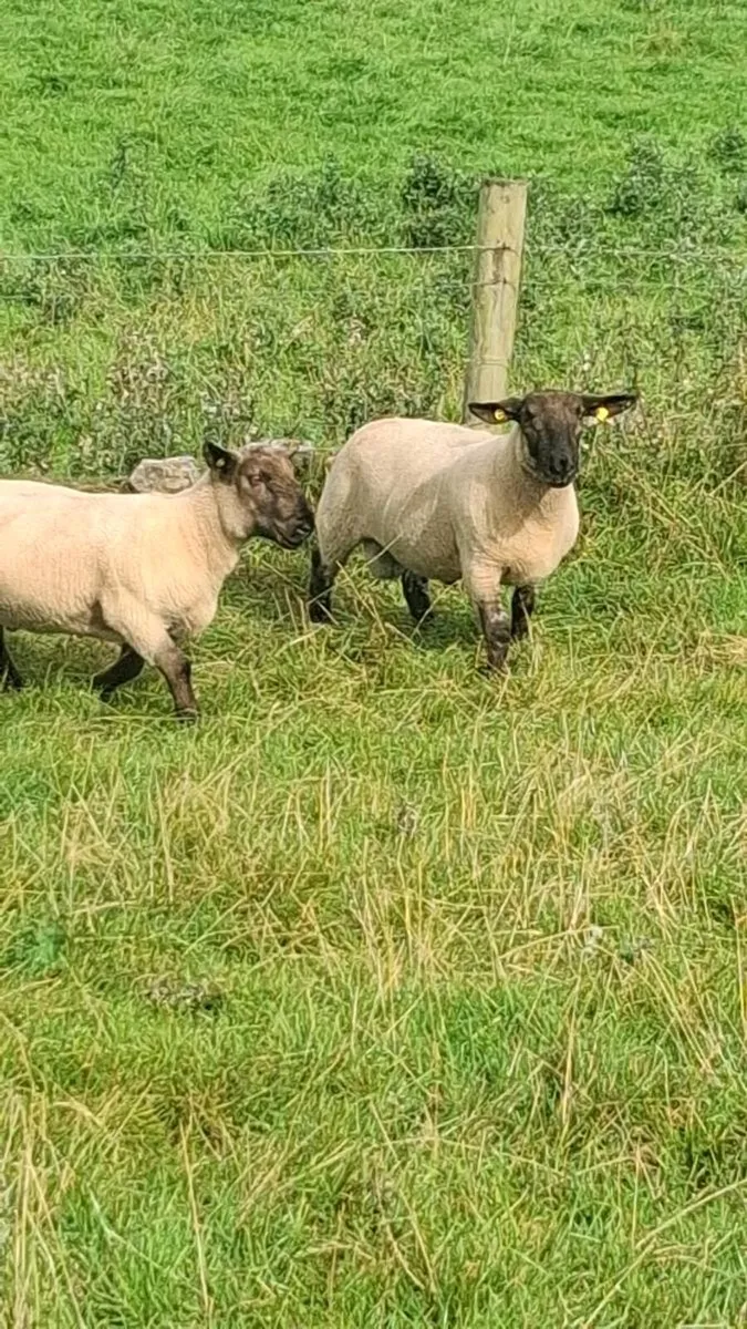 2 Suffolk/ cheviot hybrid rams - Image 3