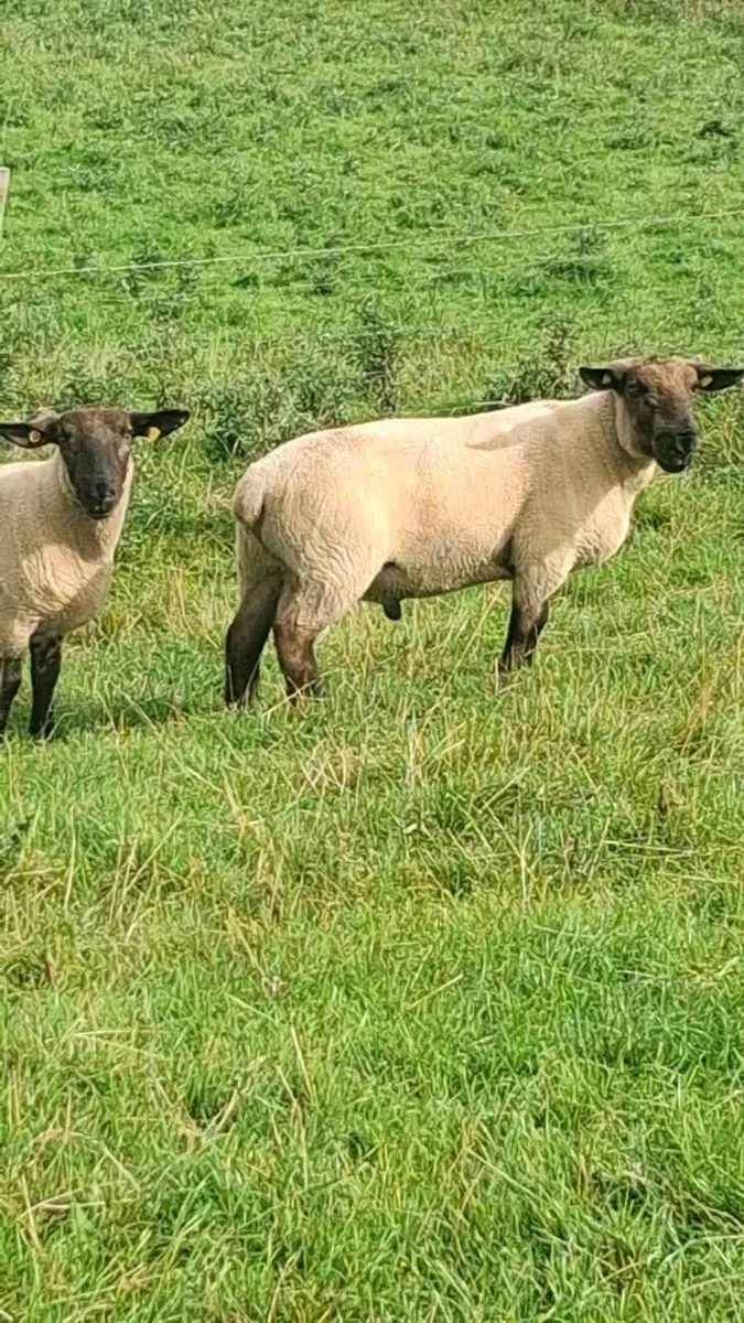 2 Suffolk/ cheviot hybrid rams - Image 4