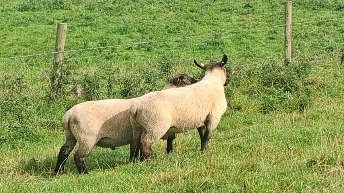 2 Suffolk/ cheviot hybrid rams - Image 1