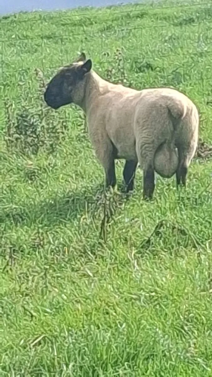 2 Suffolk/ cheviot hybrid rams - Image 2