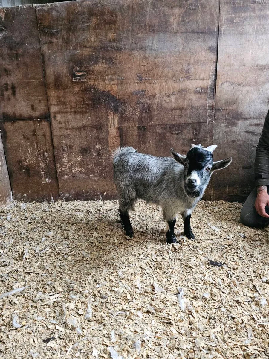 Pair of pygmy's - Image 2