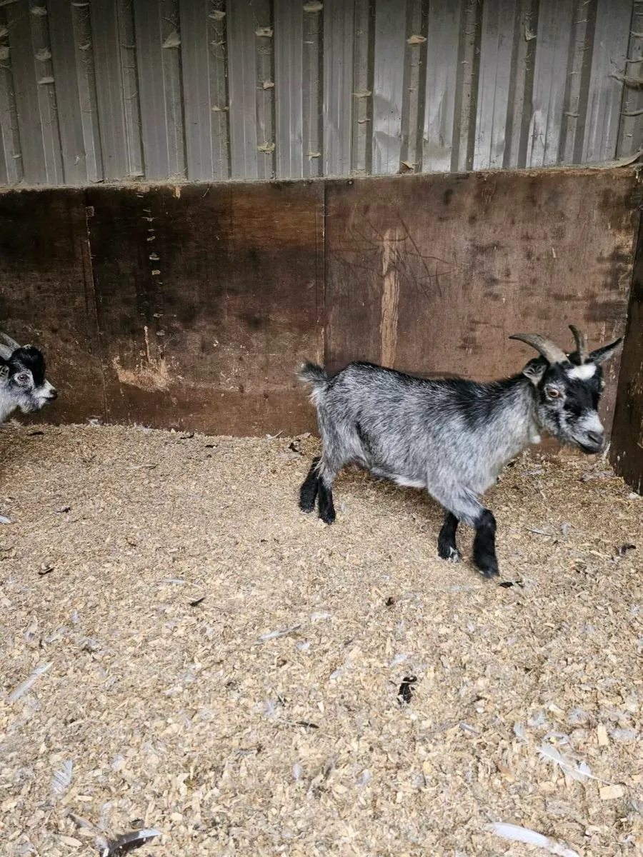 Pair of pygmy's - Image 3