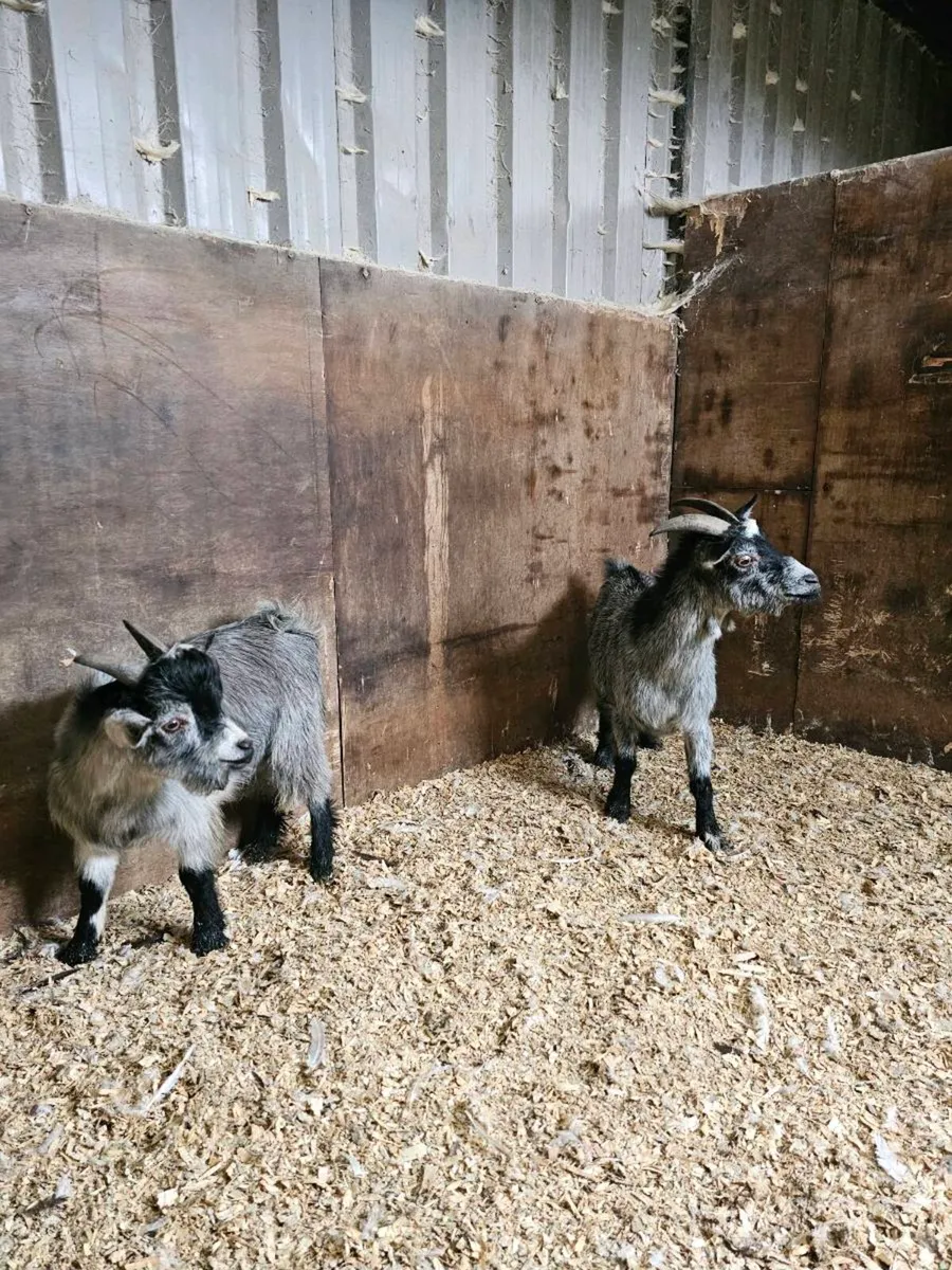 Pair of pygmy's - Image 4