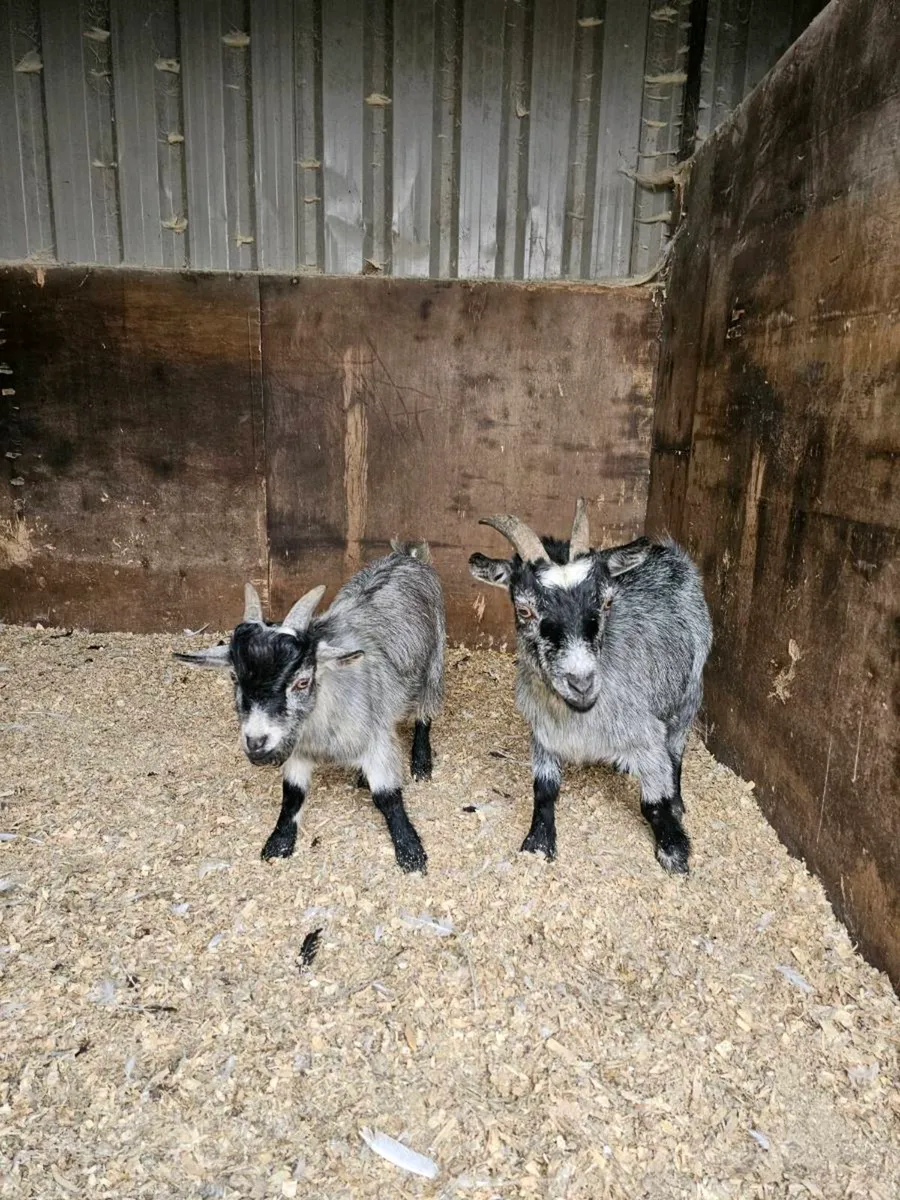 Pair of pygmy's - Image 1