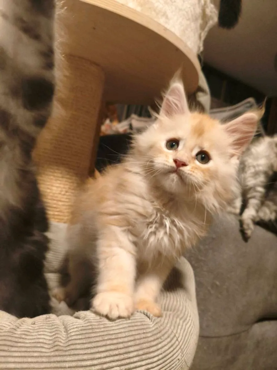 TICA registered Maine coon kittens - Image 1