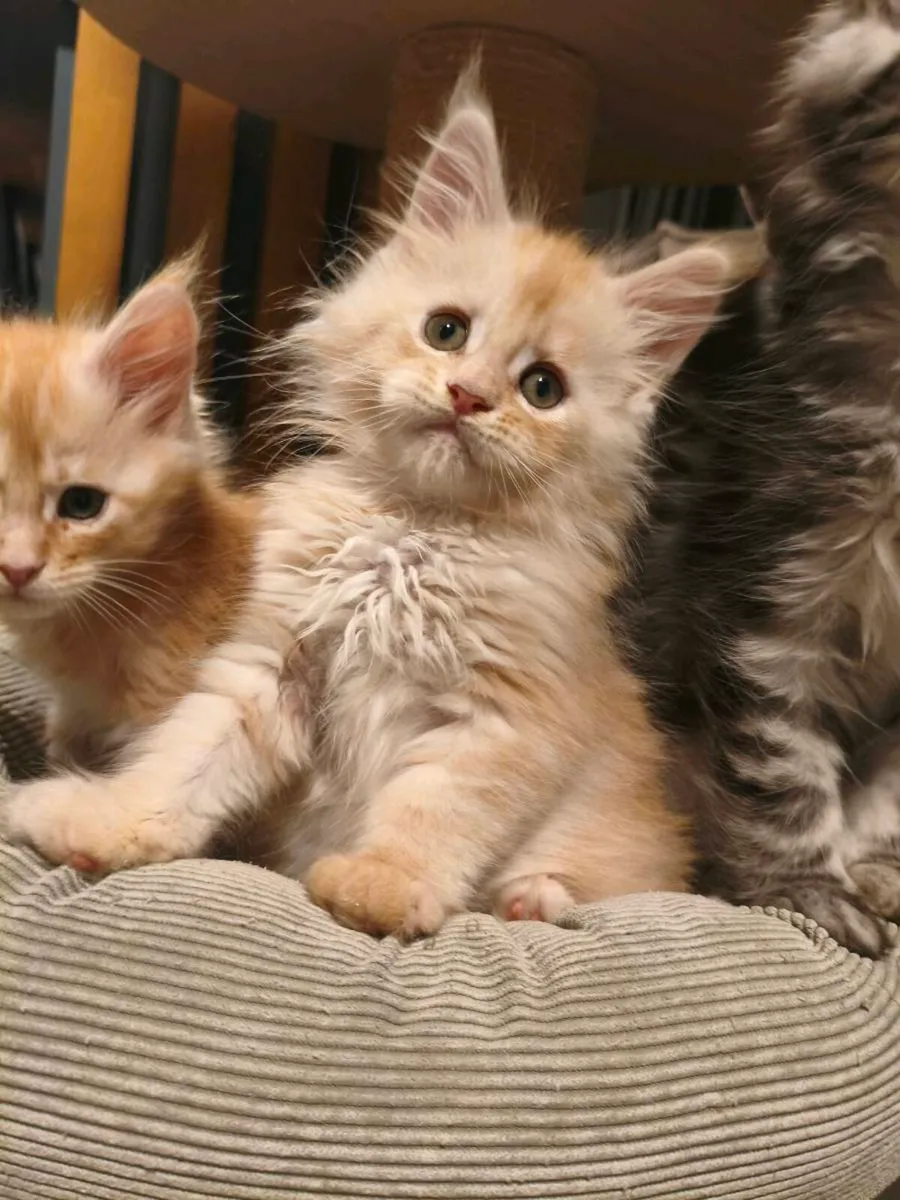 TICA registered Maine coon kittens - Image 3