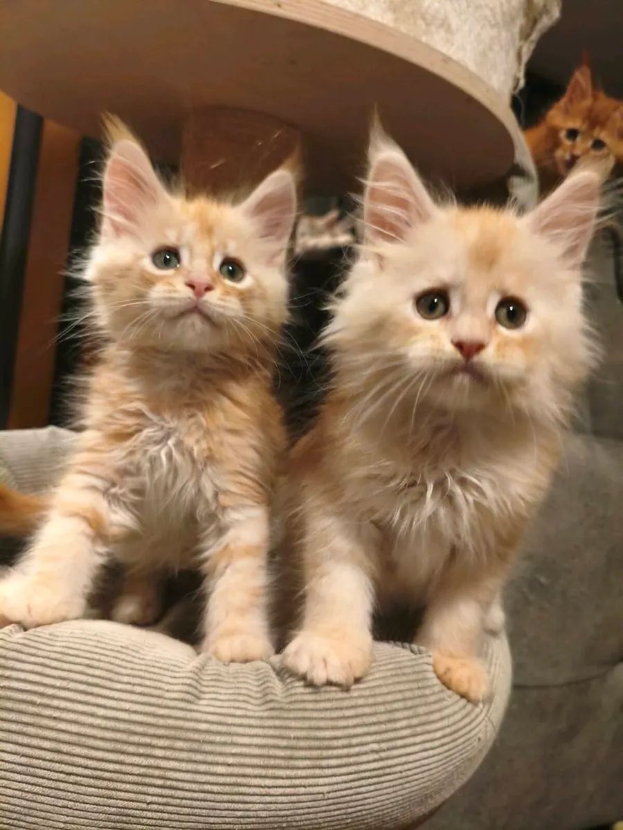 TICA registered Maine coon kittens - Image 4