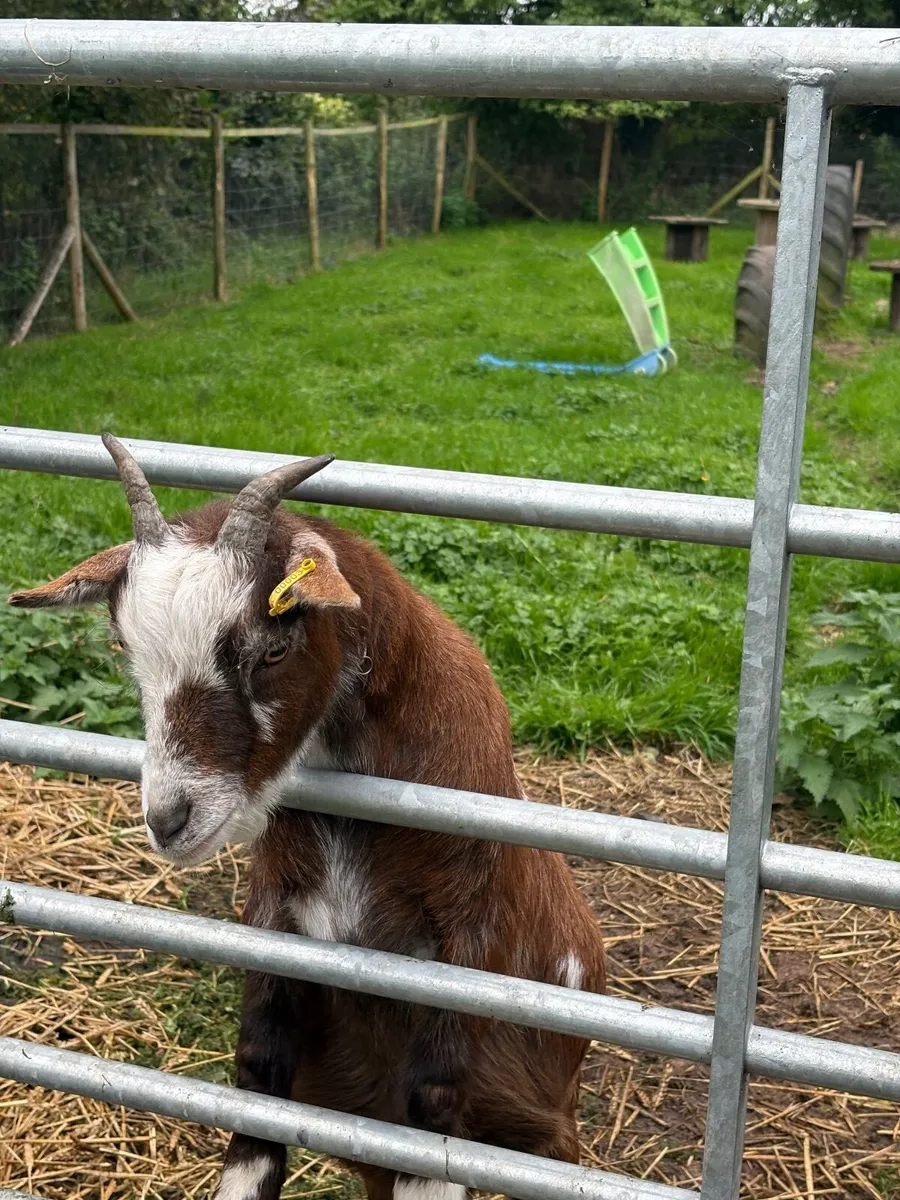 2 Pygmy goats - Image 1
