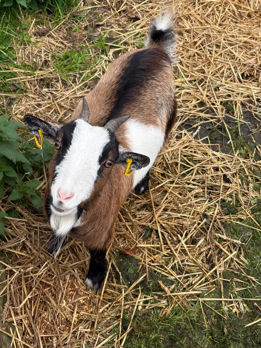 2 Pygmy goats - Image 2