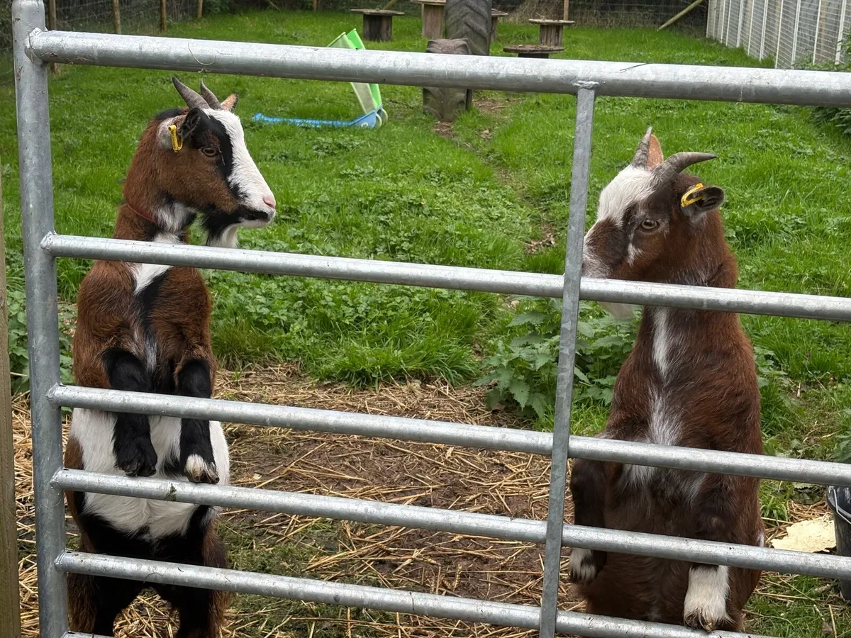 2 Pygmy goats - Image 3