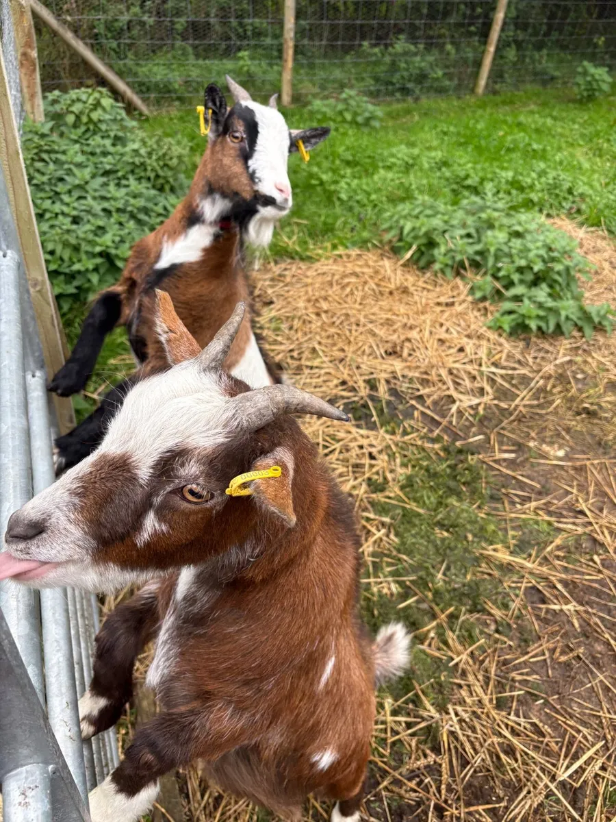 2 Pygmy goats - Image 4