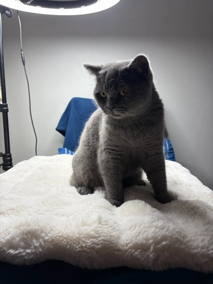 British Shorthair cat - Image 1