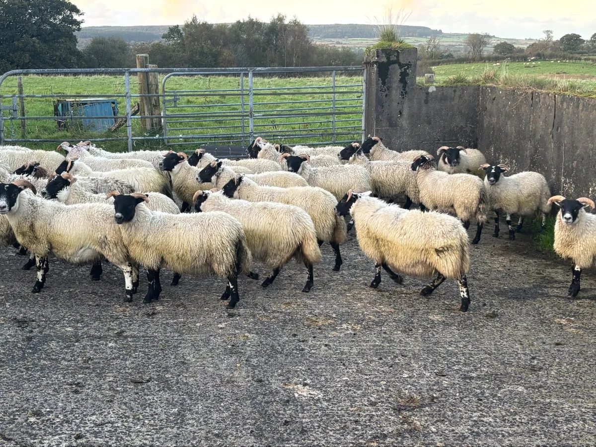 Sheep - Image 2
