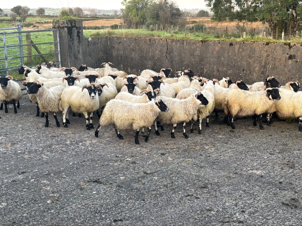 Sheep - Image 3