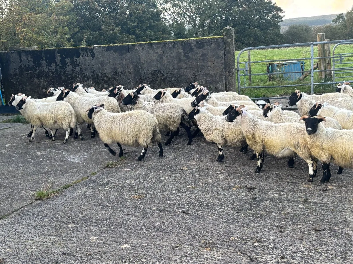 Sheep - Image 4