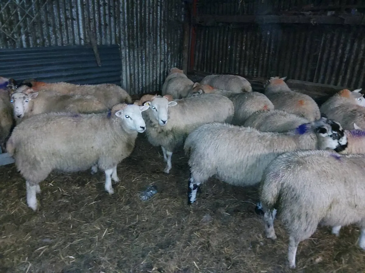 Heavy lambs 58 -70kg - Image 2