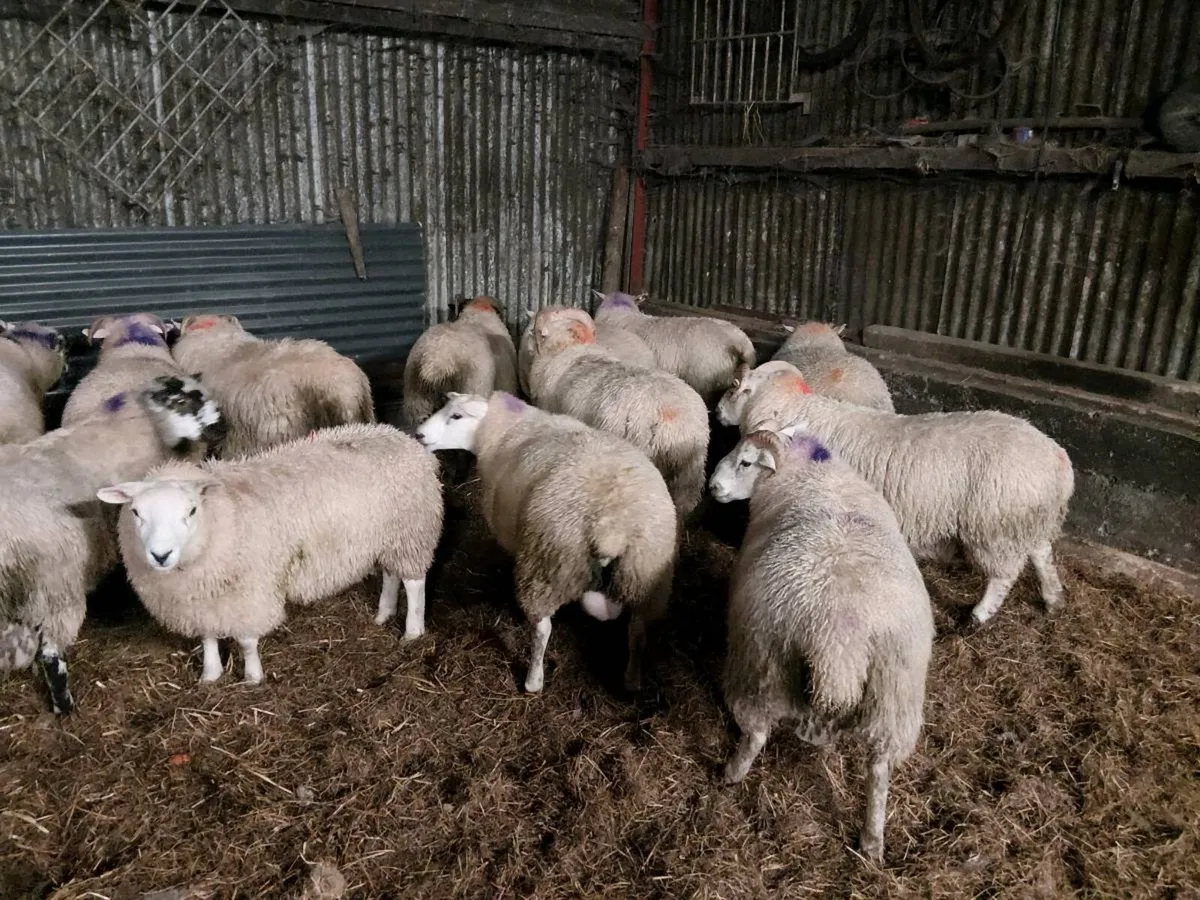Heavy lambs 58 -70kg - Image 3