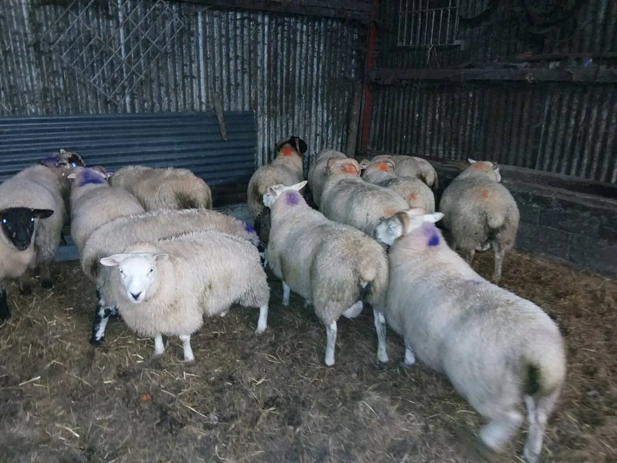 Heavy lambs 58 -70kg - Image 4