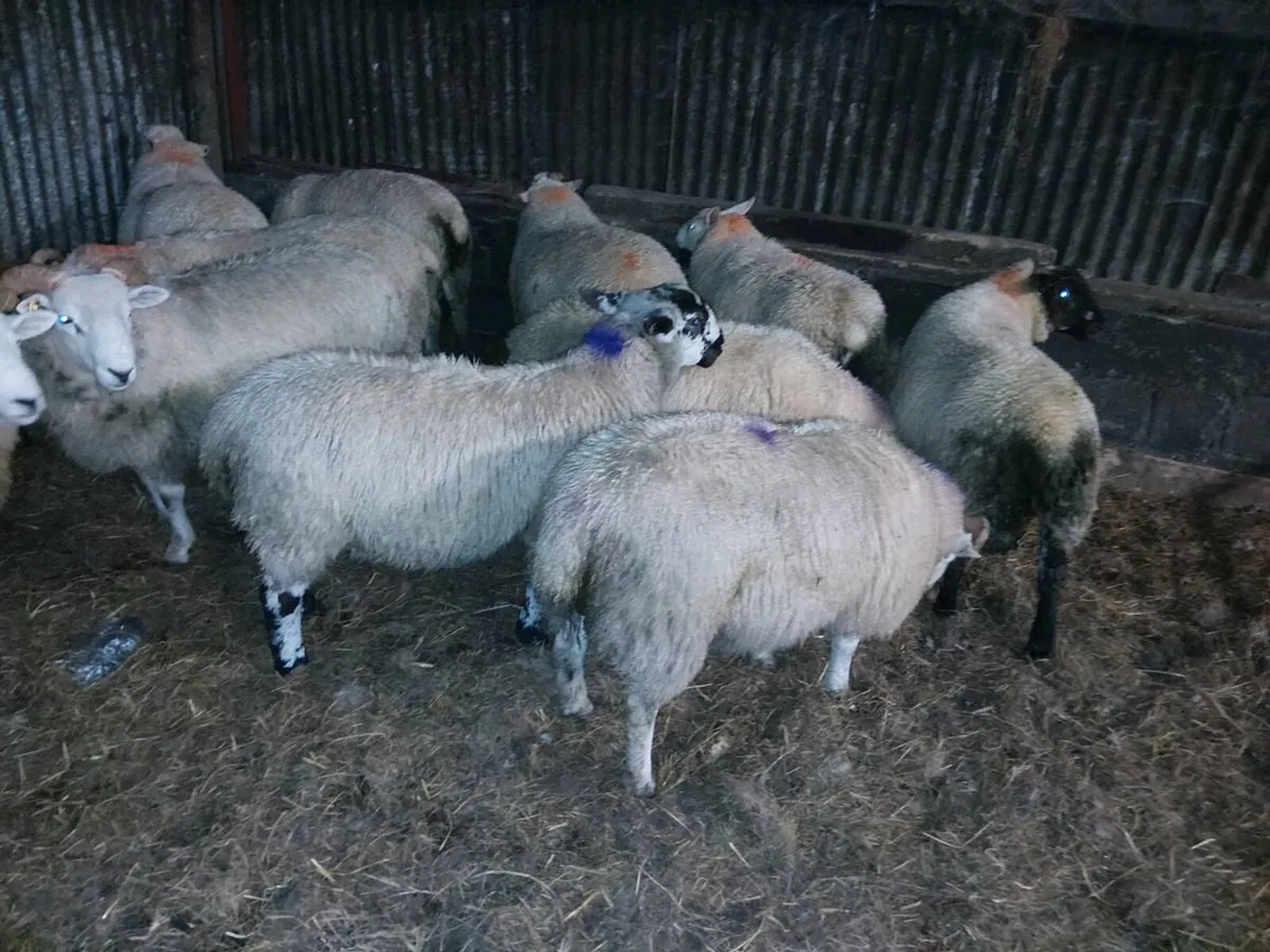 Heavy lambs 58 -70kg - Image 1