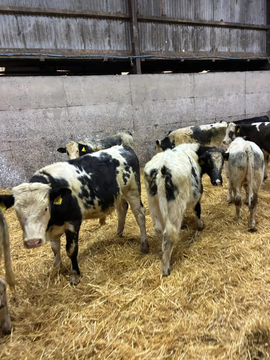 Blue sim and lim bulls - Image 3