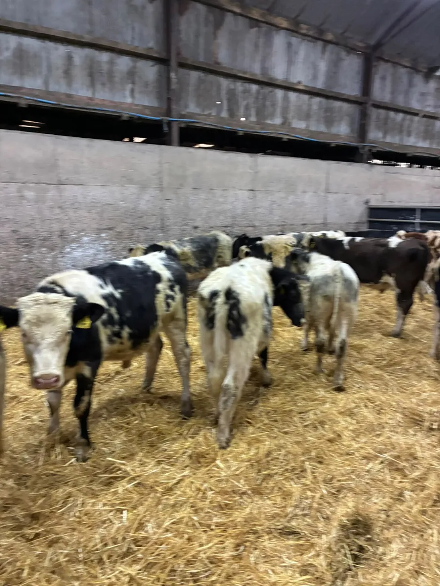 Blue sim and lim bulls - Image 1