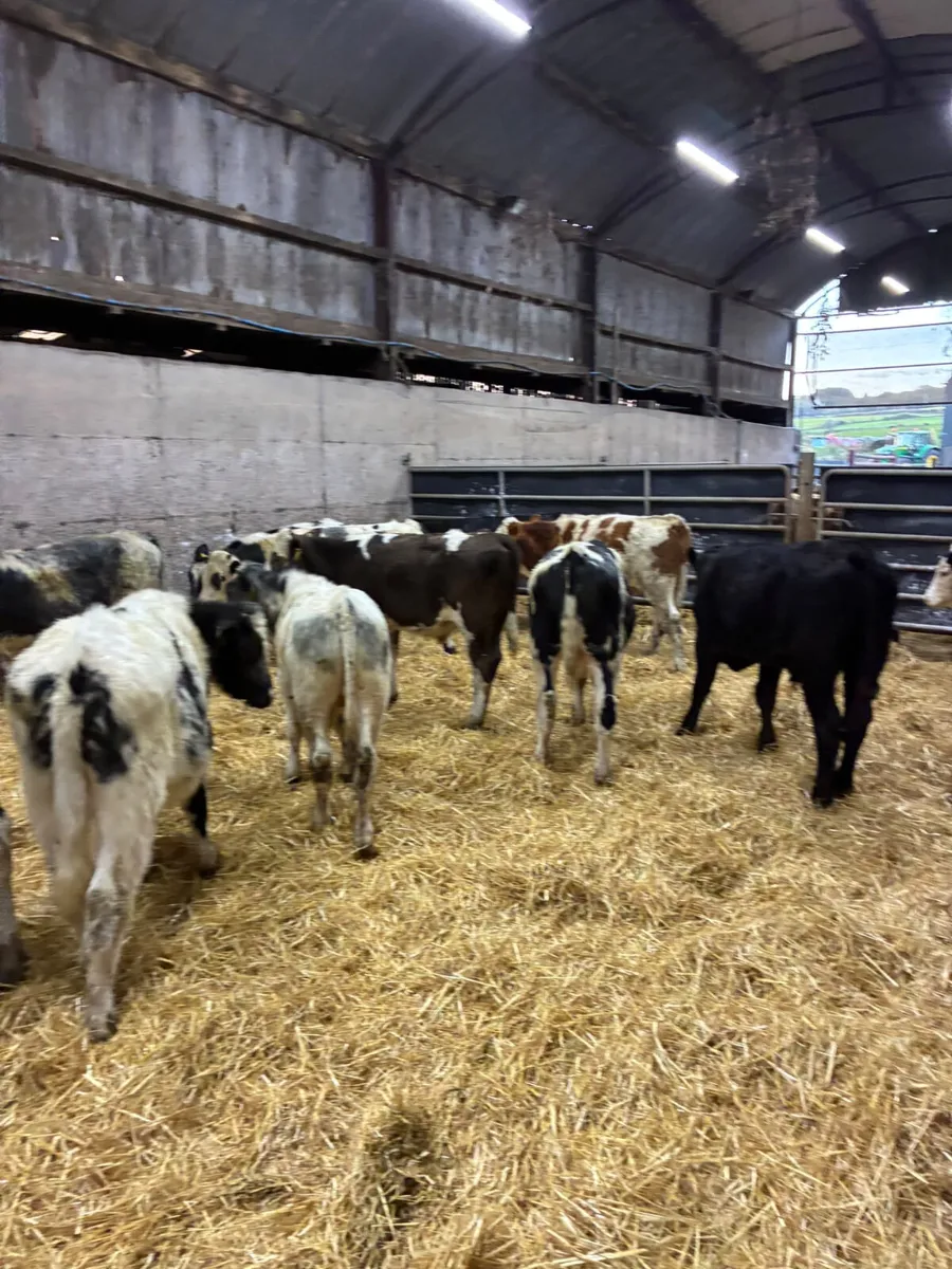 Blue sim and lim bulls - Image 2