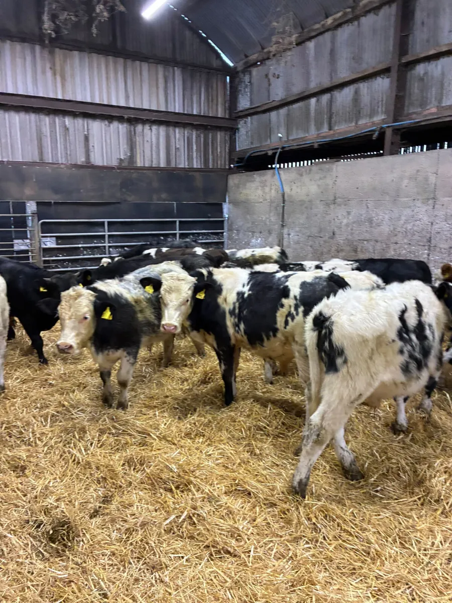 Blue sim and lim bulls - Image 4