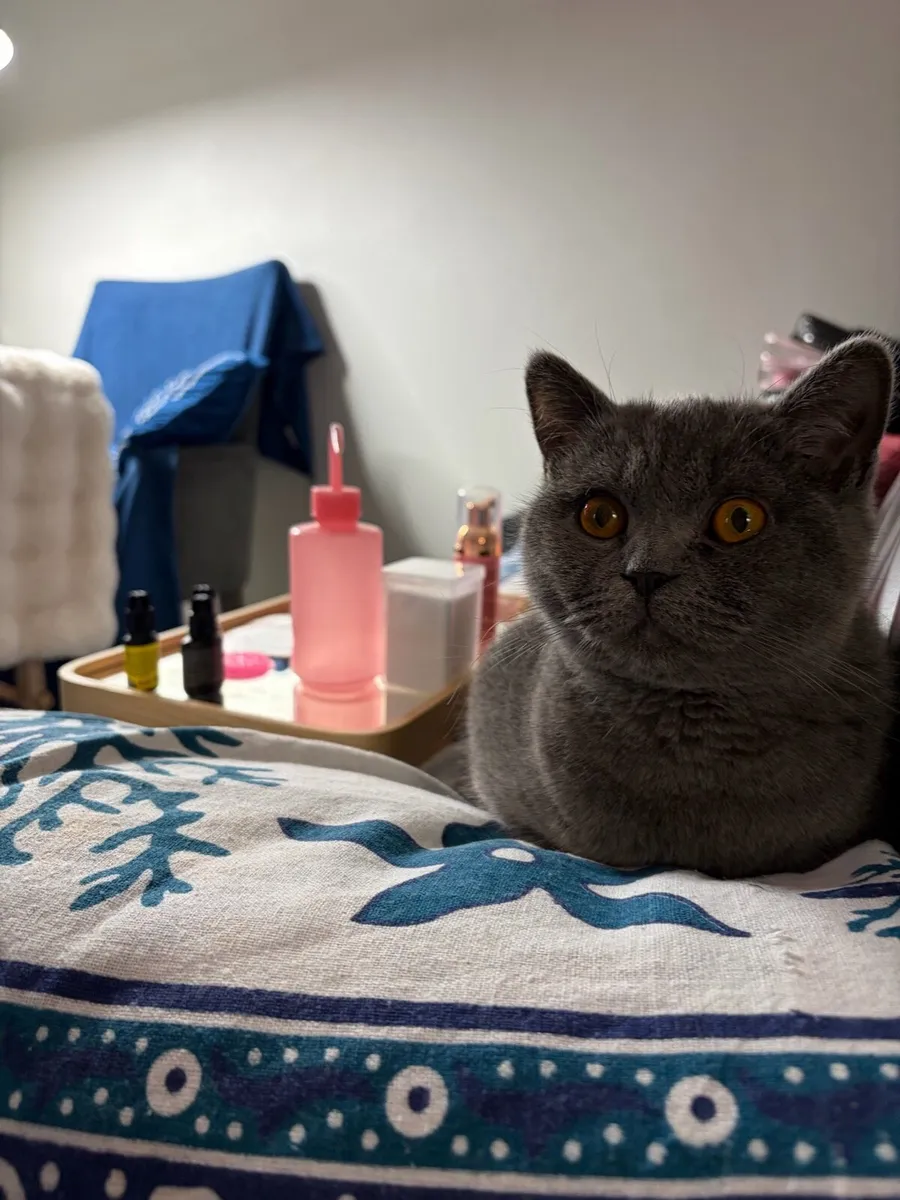 British Shorthair cat - Image 2