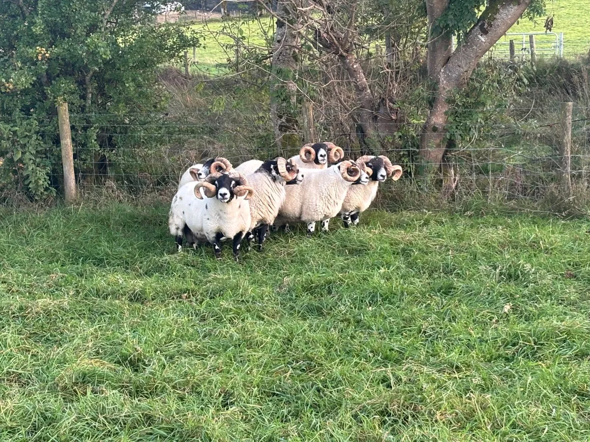 Sheep - Image 2