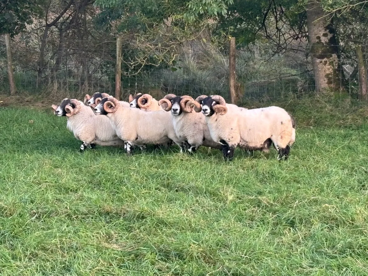 Sheep - Image 3