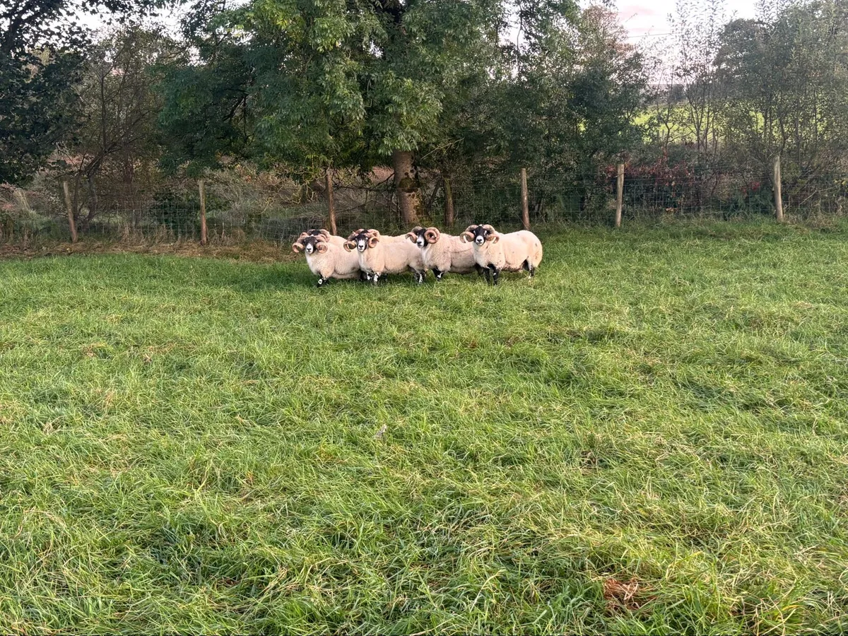 Sheep - Image 4