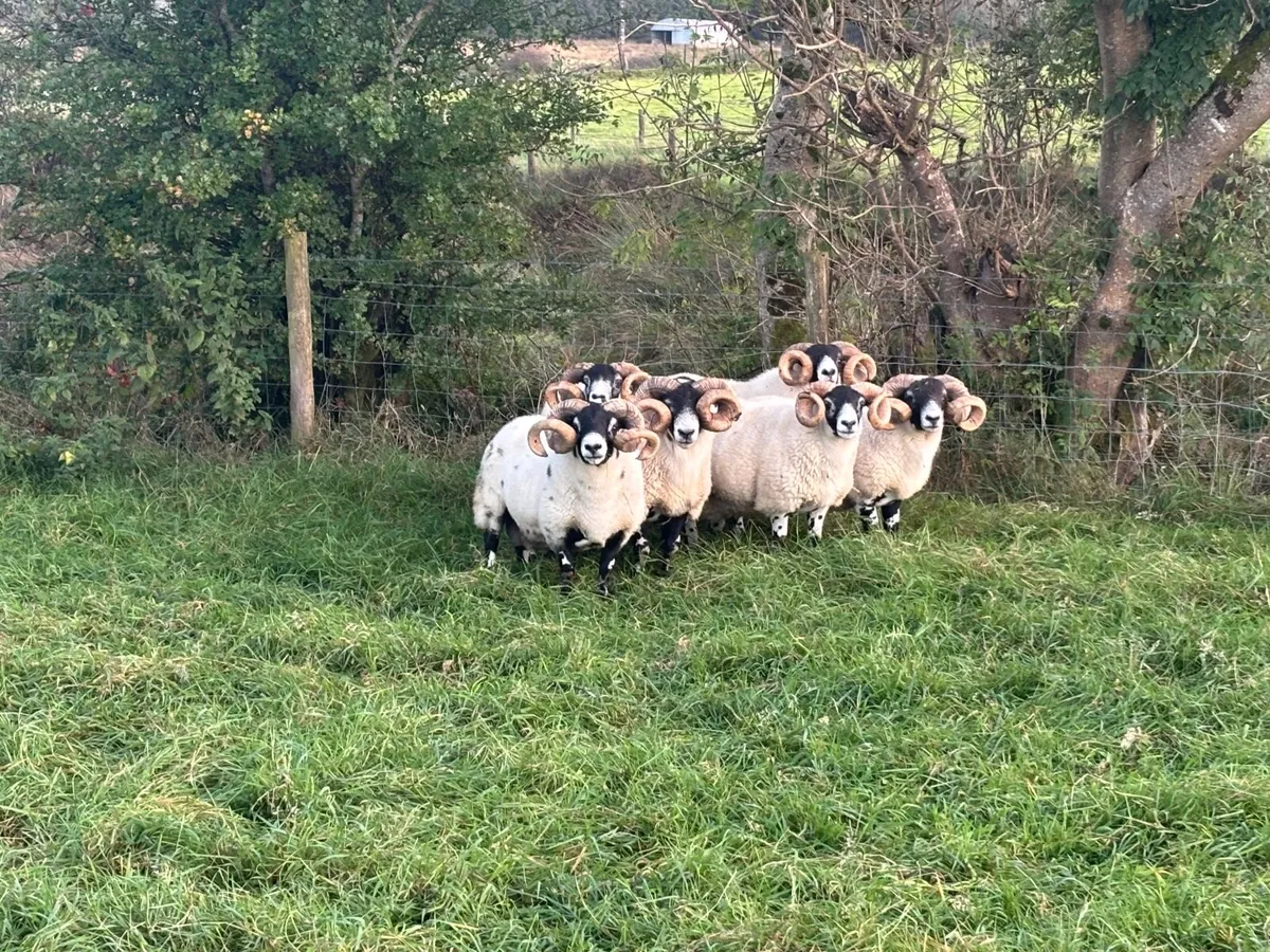 Sheep - Image 1