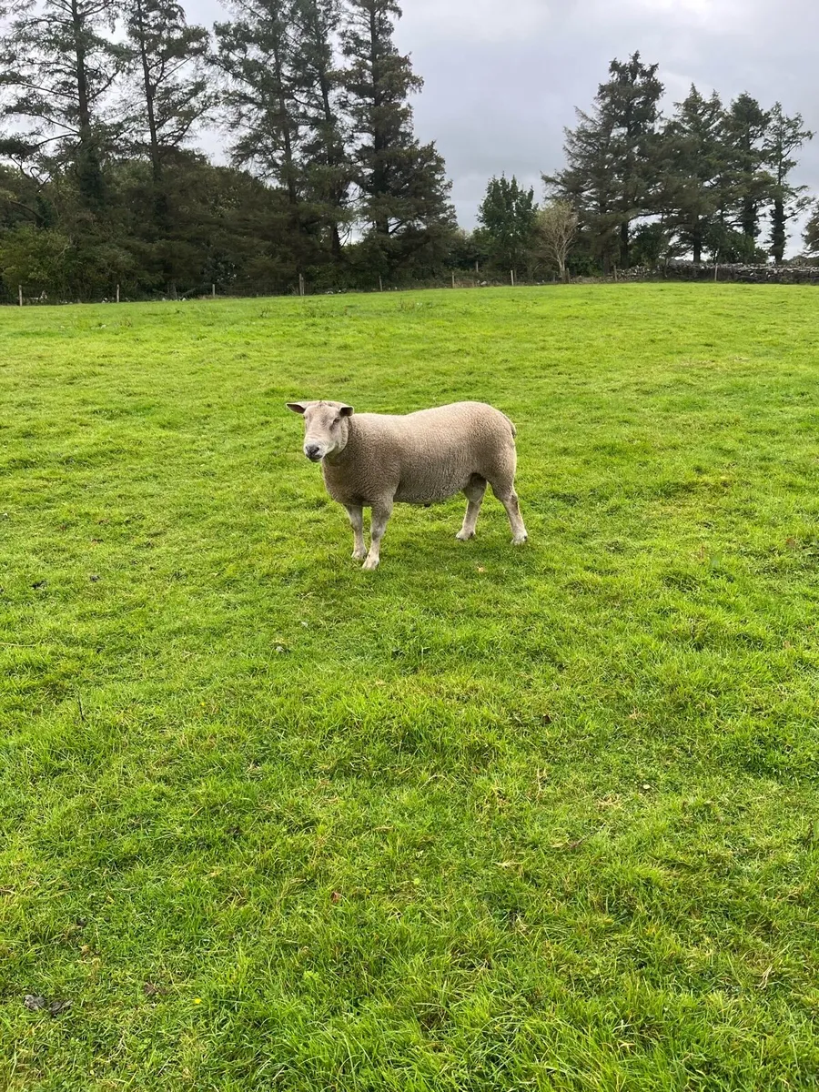Chartex & Dutch Spotted Rams for sale - Image 1