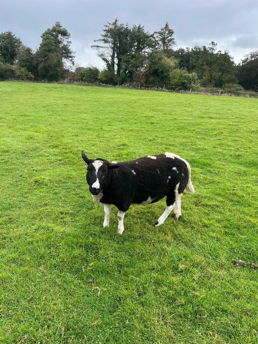 Chartex & Dutch Spotted Rams for sale - Image 2